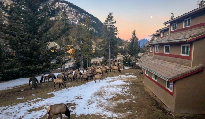 HI Banff Alpine Centre - Hostel